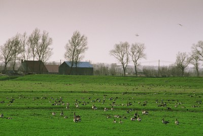 Bekken van de Brugse Polders - polderlandschap