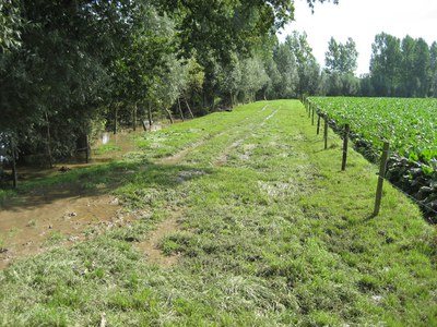 Nederaalbeek Water buiten oever en slib bufferstrook